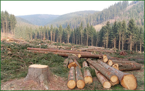 I tagli forestali illegali e la EU Timber Regulation