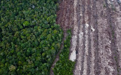 Un terzo delle aziende legate alla deforestazione non ha una politica per porvi fine